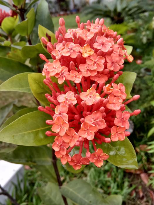 Flower Nature Flora