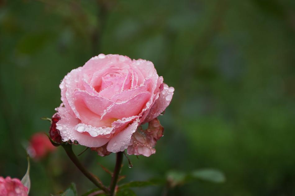 Pink Rose Water