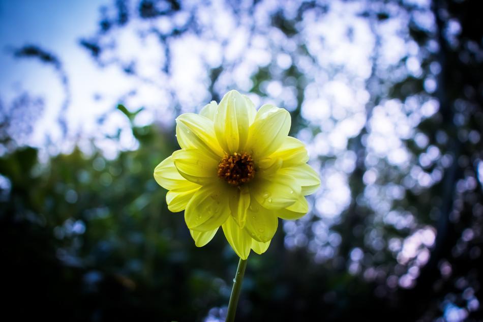 Flower Nature Flora