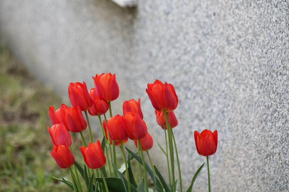 Tulips Flower