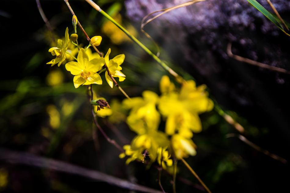 Flowers Yellow Shrubs