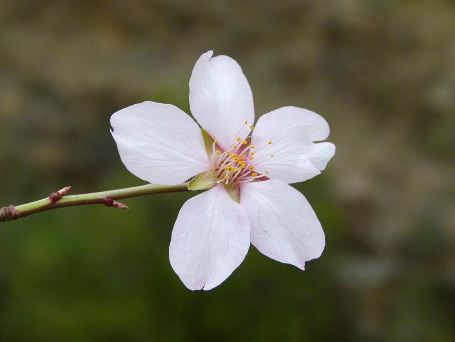 Almond Tree In Bloom Flower