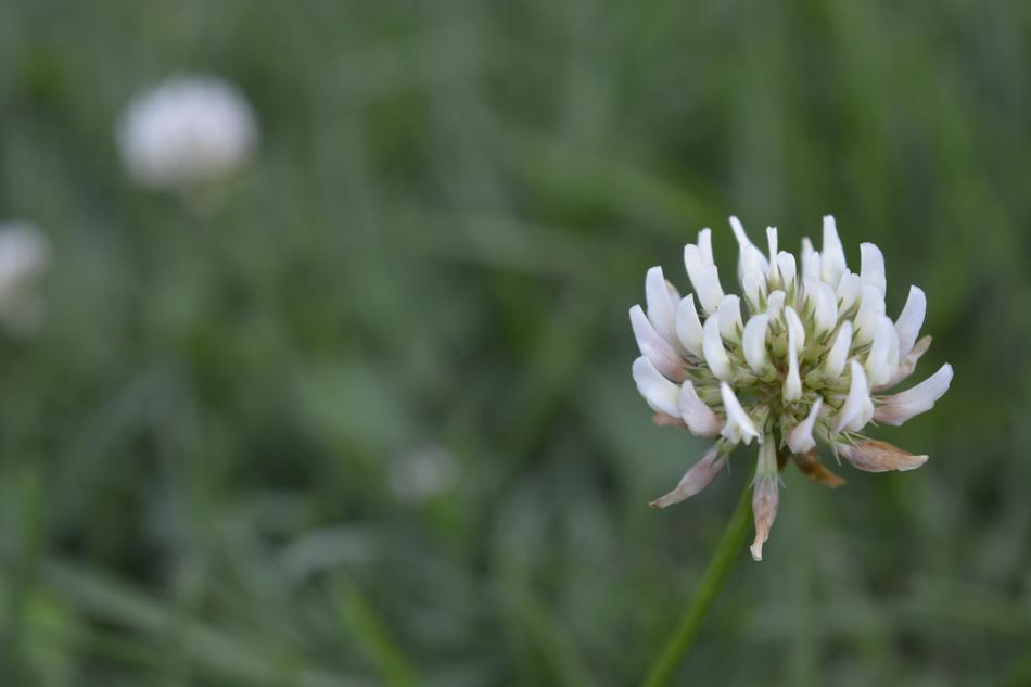 Nature Flower Flora