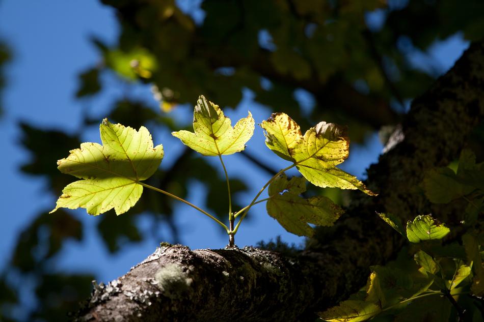 Leaf Nature Plant
