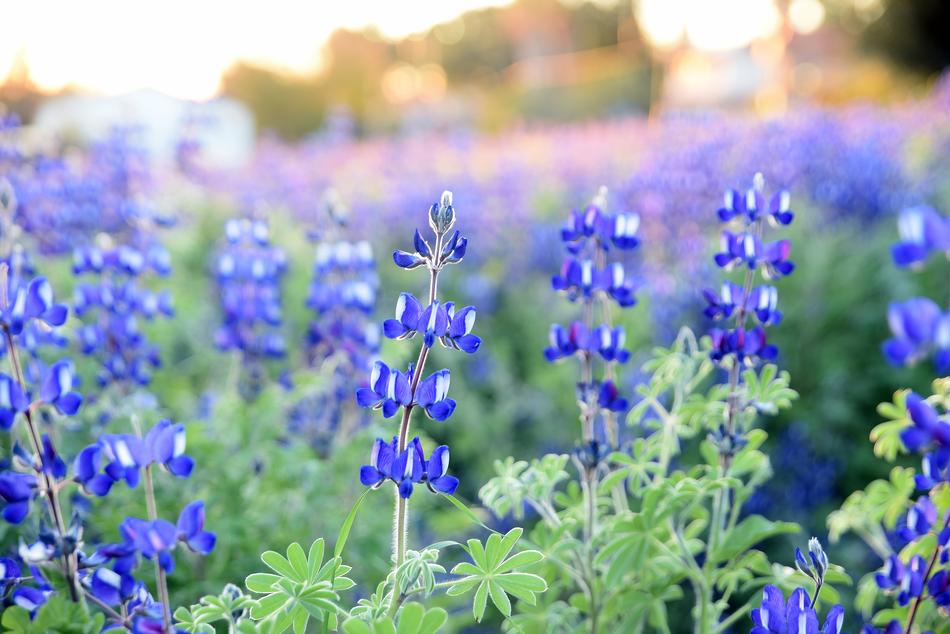 Flora Lupins Nature