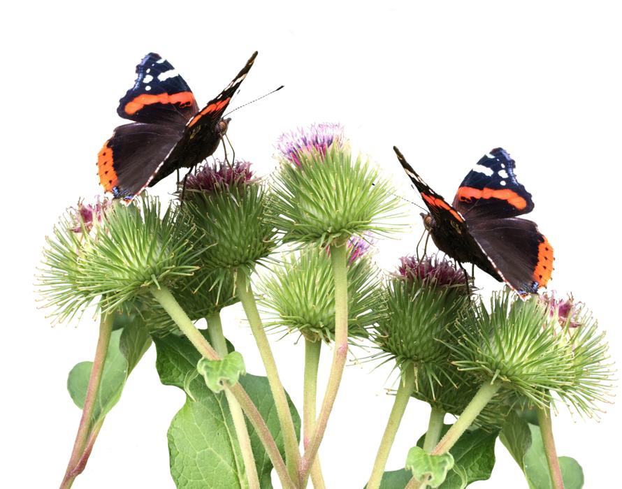 Butterflies Nature Animals