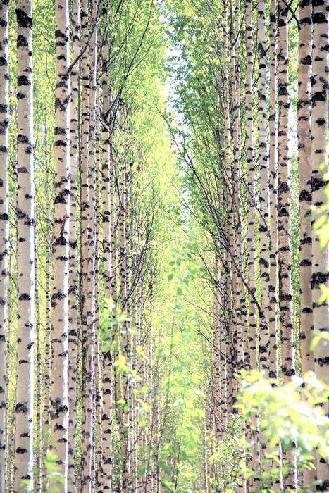 Tree Forest Plant