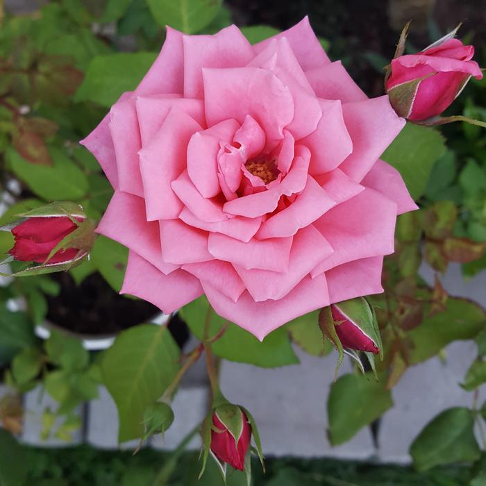 The pink peony is beautiful in the garden