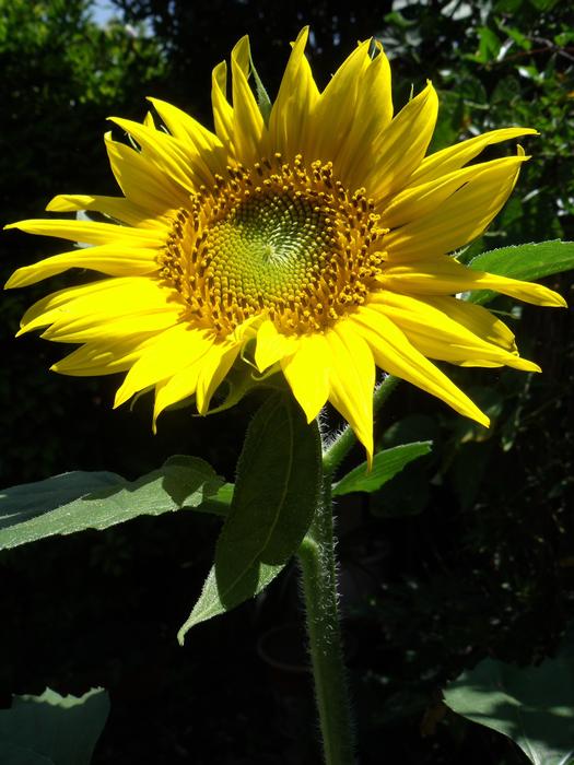 Nature Flora Flower