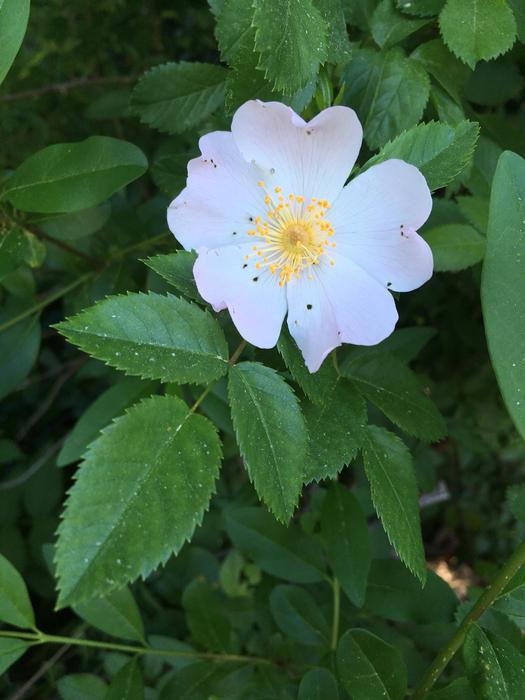 Wild Rose Spring Pink