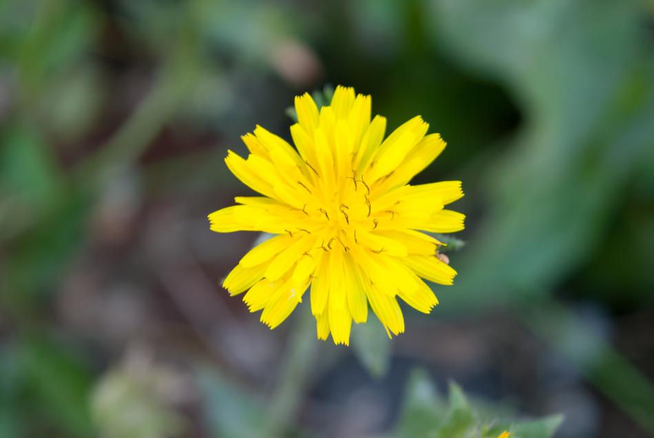 Flower plant macro blur nature