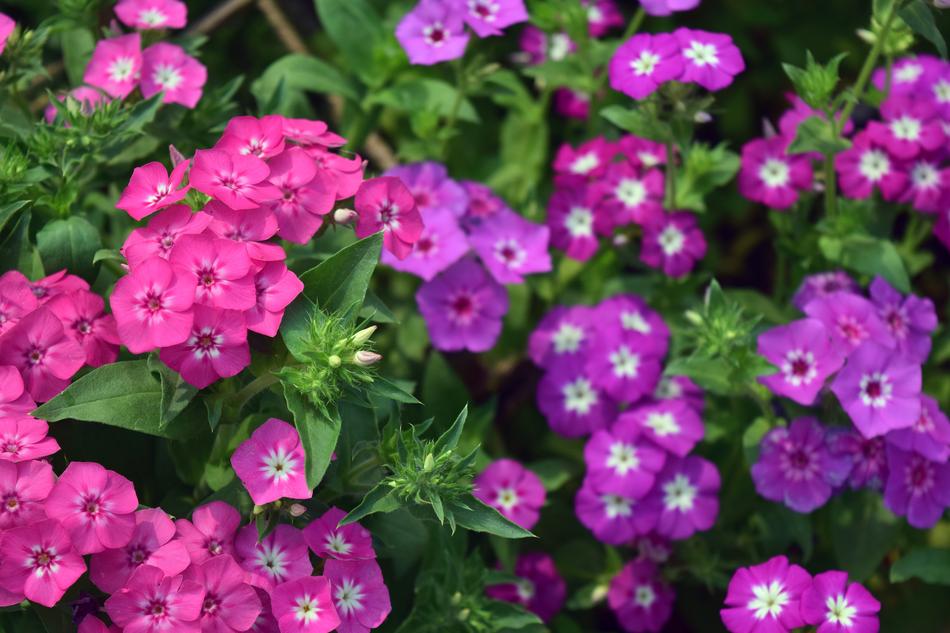 Flower Nature Flora