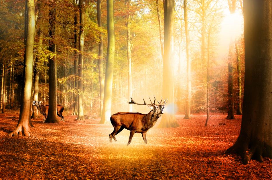 Forest Nature Trees