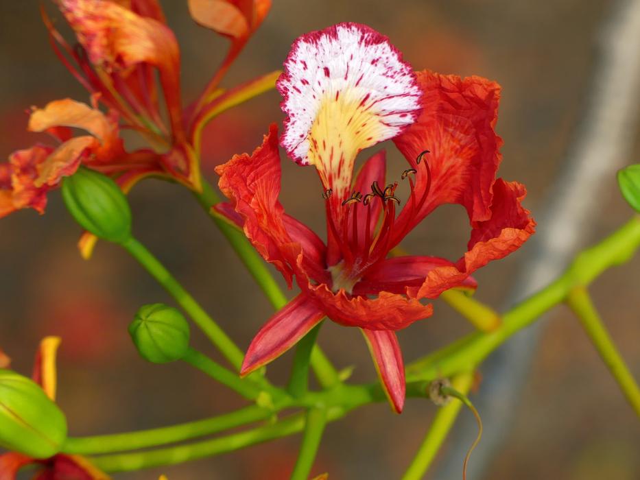Blossom Flower Flame Tree