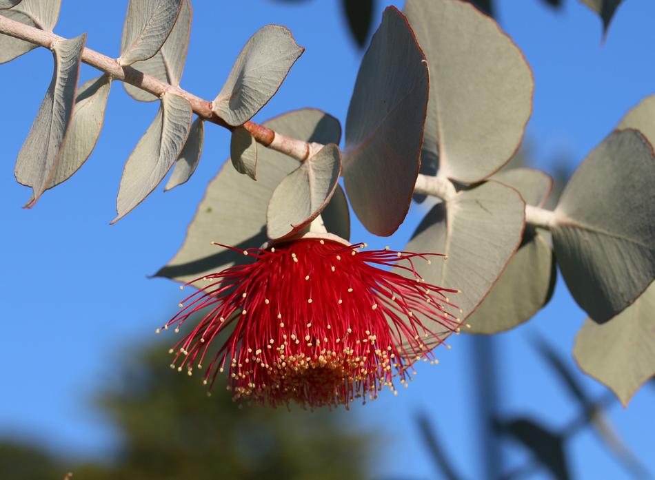Eucalyptus Leaves