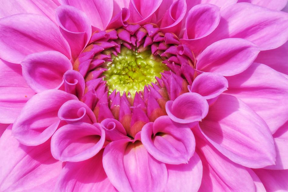 pink big bud unusual