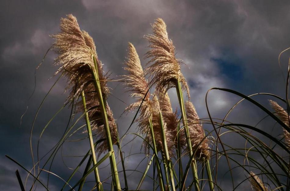 Clouds Flowers Nature