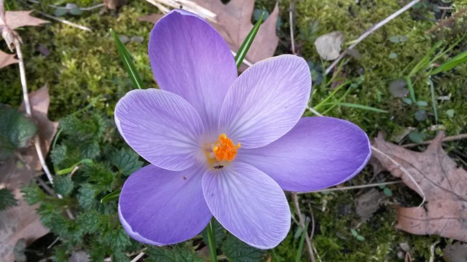 Nature Flower Plant