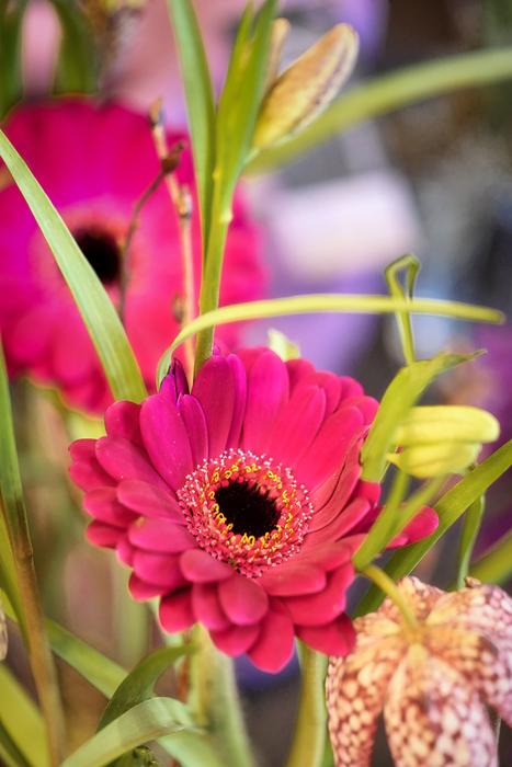 Flower Nature Plant