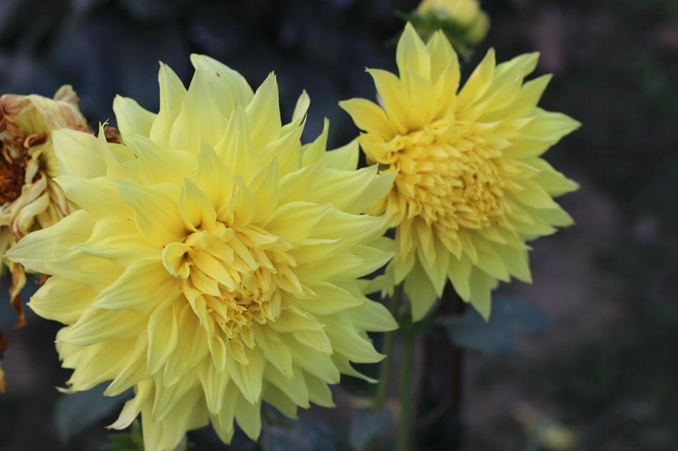 Nature Flower Flora