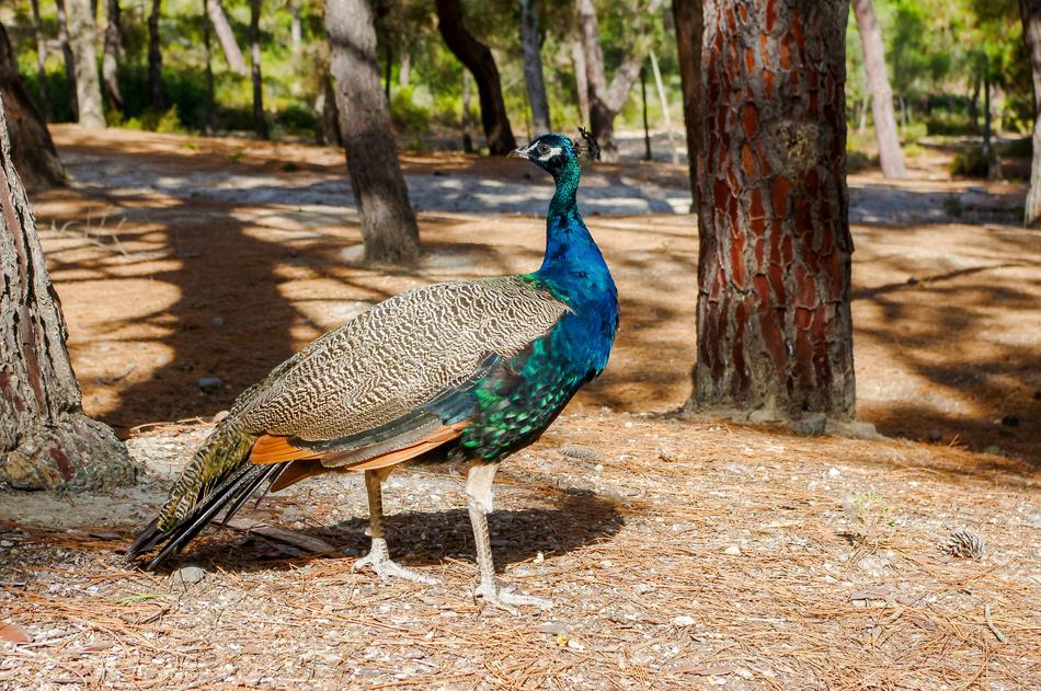 Nature Bird Living