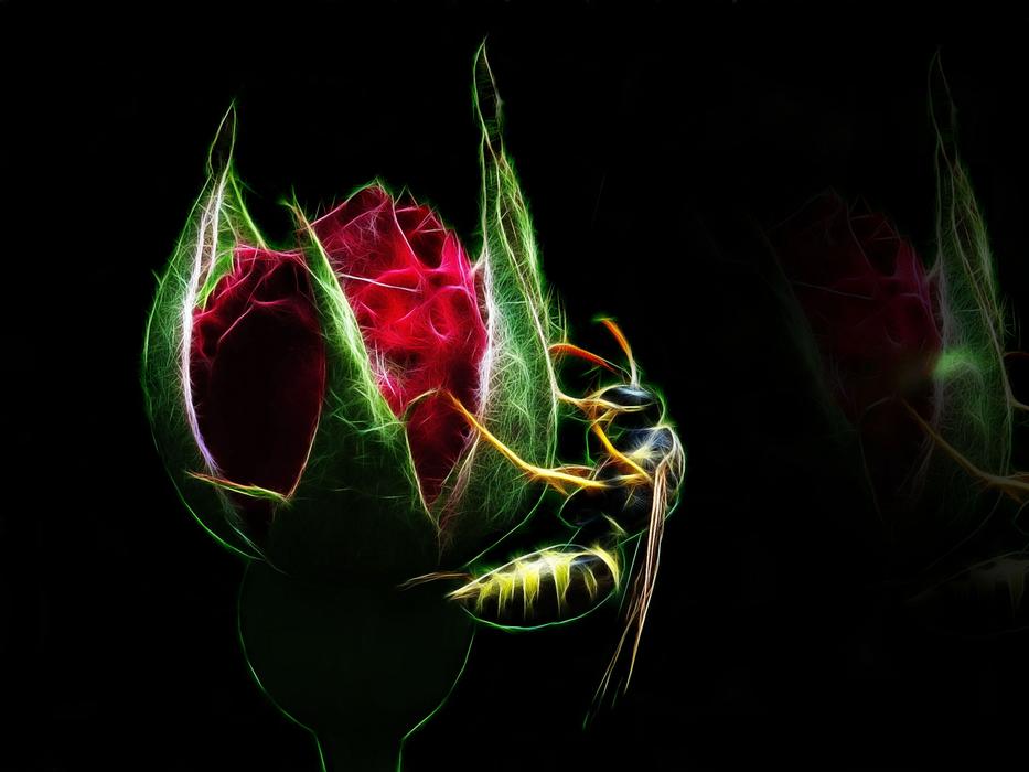 fractalius wasp rose red flower