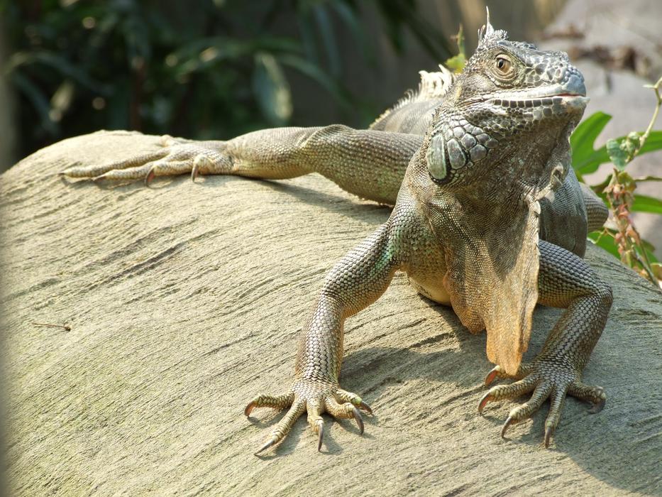 big lizard in the field