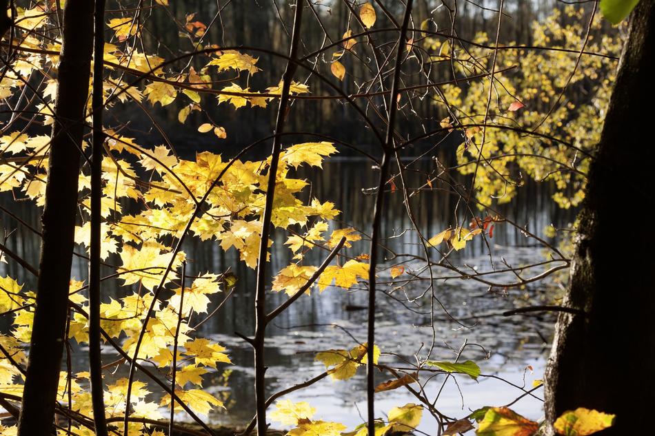 Autumn Maple Leaves