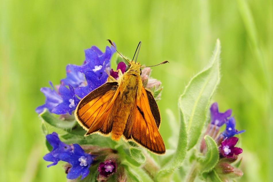 big butterfly in the meadow