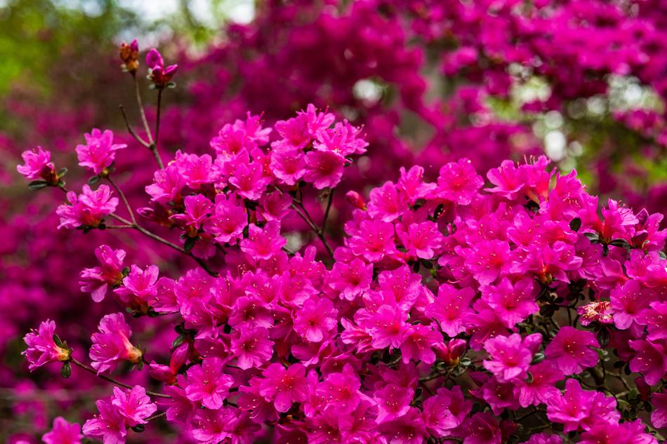 bunch of little flowers