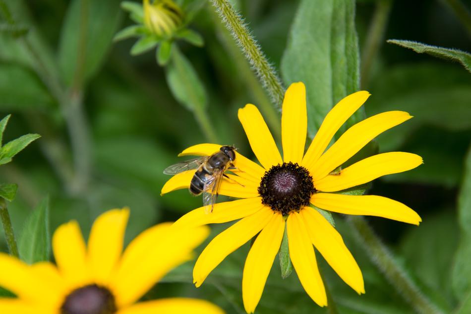 Fly Hoverfly Yellow