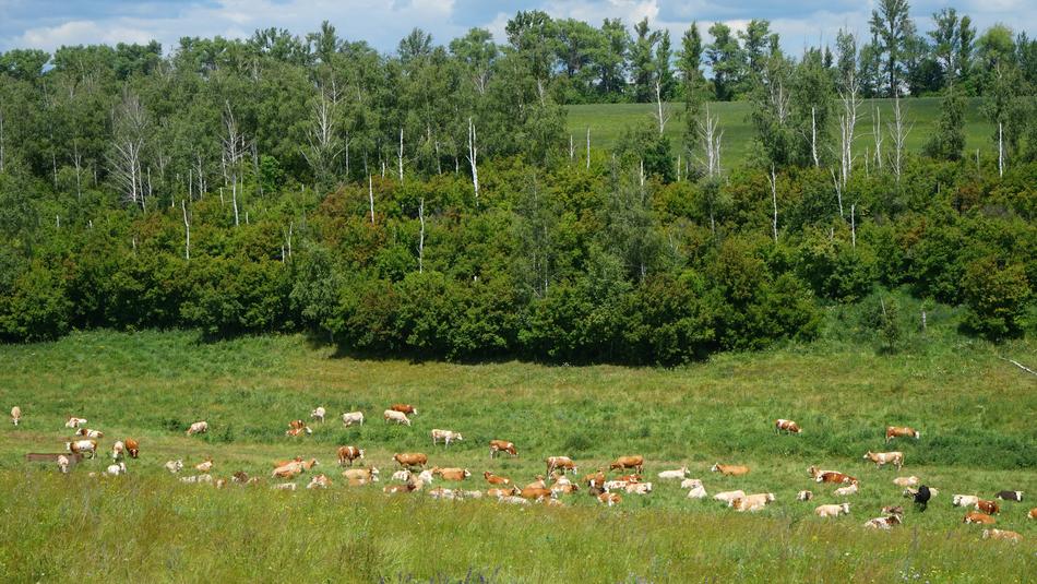 Cow Nature Cattle