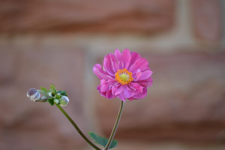 Flower Nature Flora