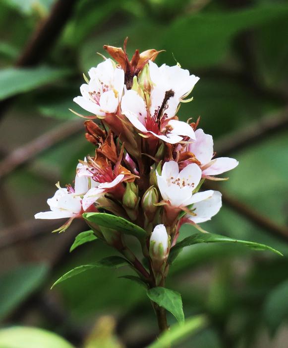 Flower Nature Plant