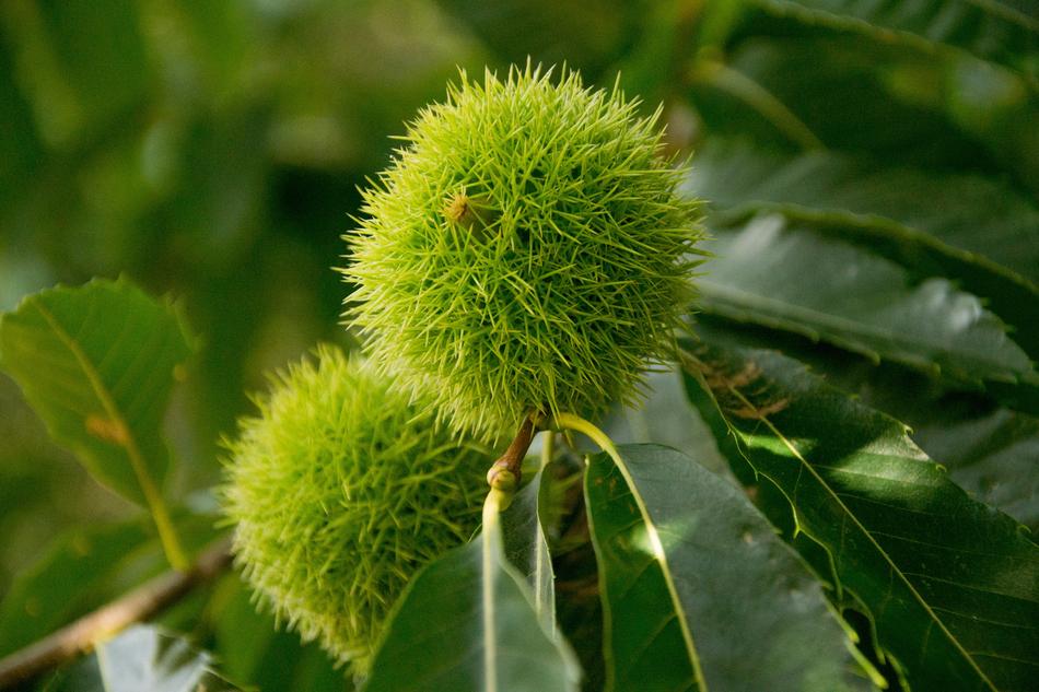 large green fruits prickly