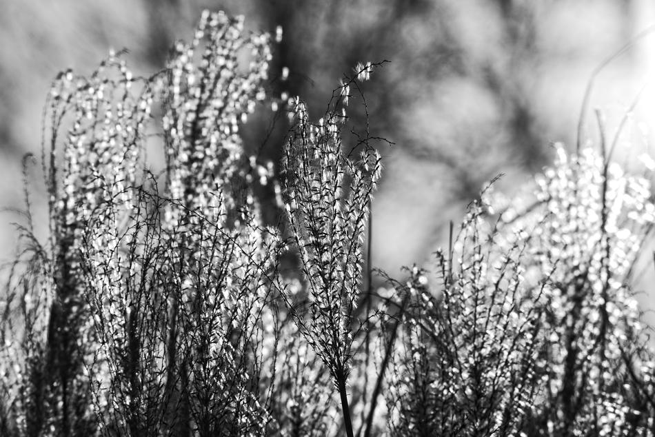 Pampas Grass Plant Flower