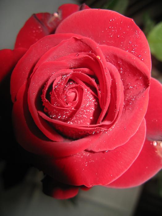 Flower Rose