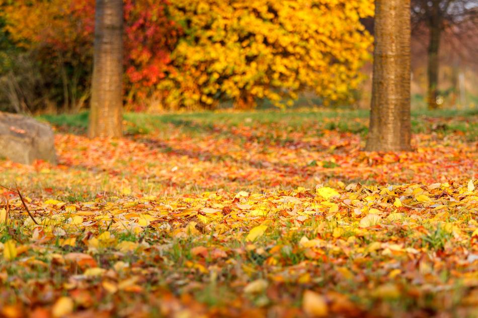 Autumn Leaves Leaf Fall