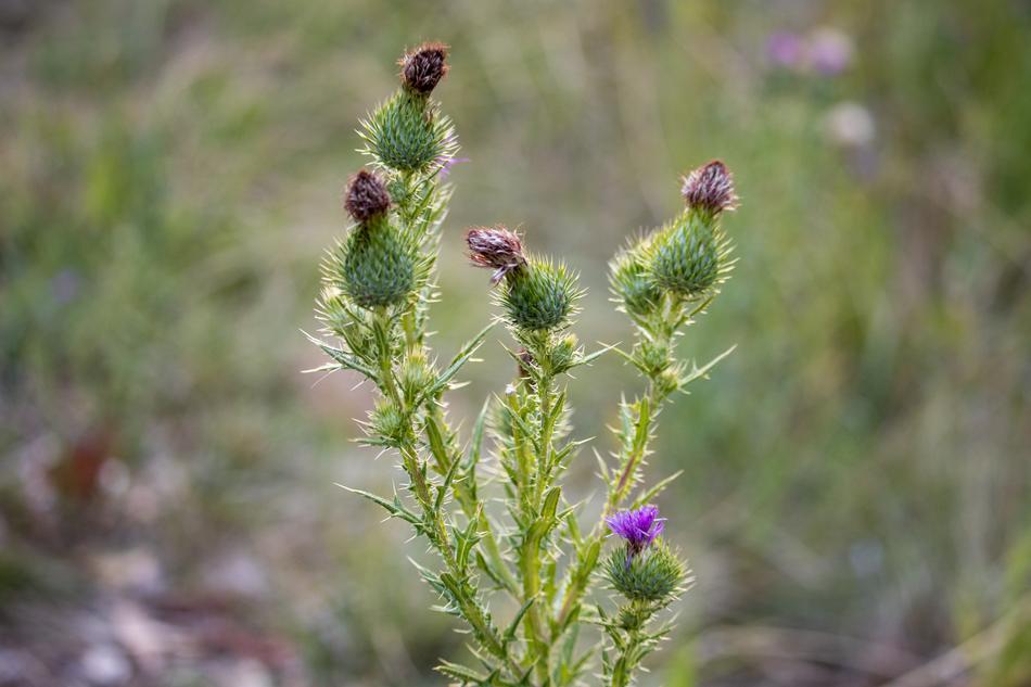 Nature Flora Flower