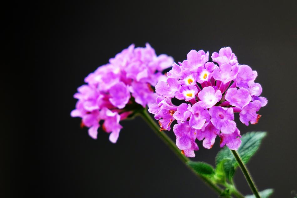 Flower Nature Plant