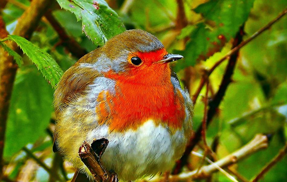 Redbreast Common Nature