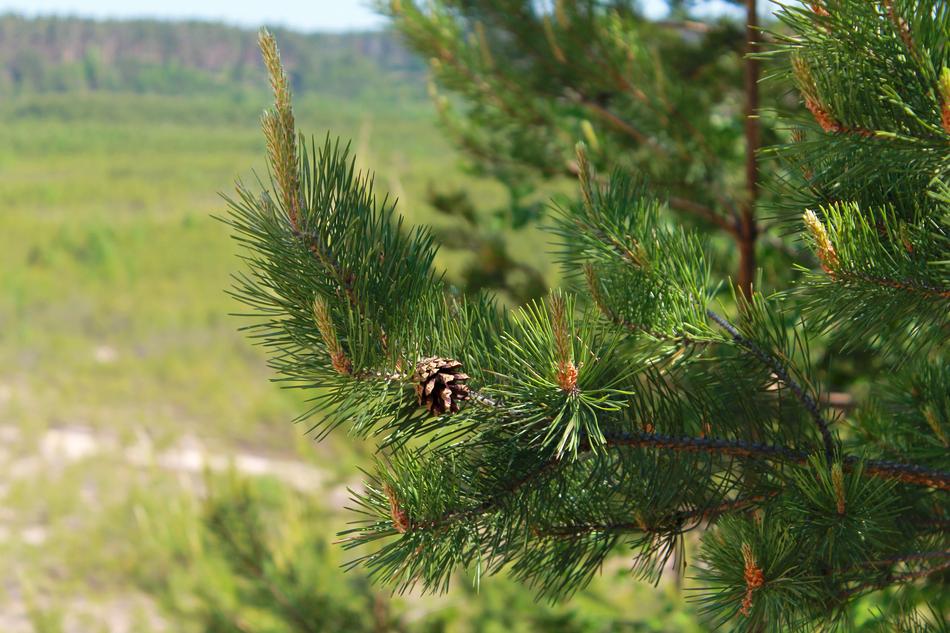 Nature Tree Pine