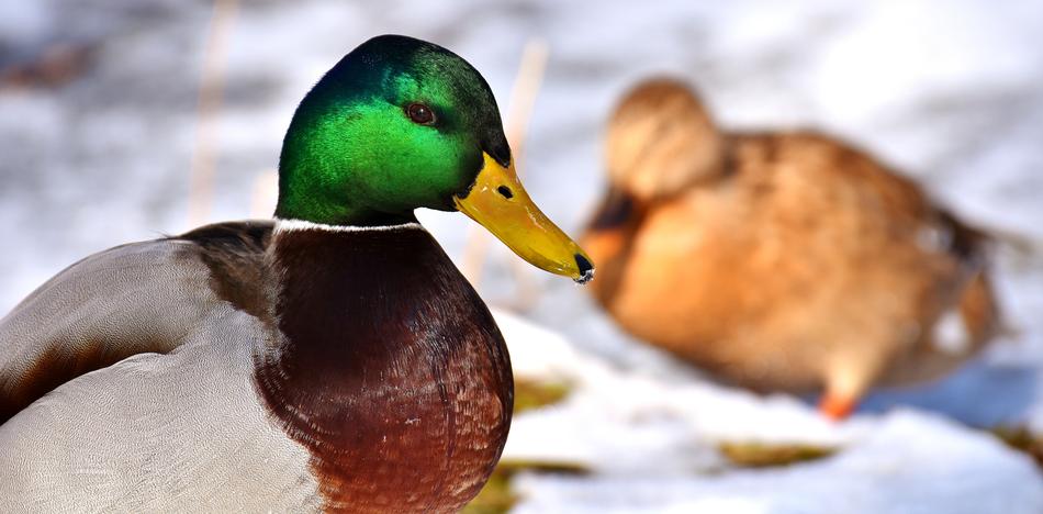 Mallard Males Bread