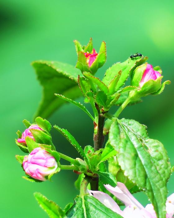 Nature Flower Leaf
