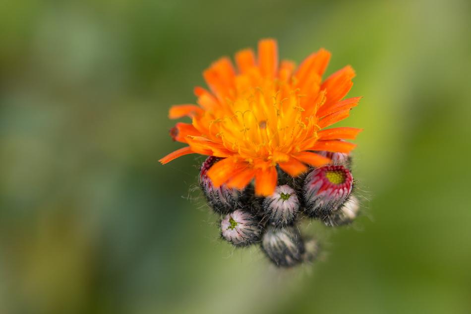 Nature Flower Plant