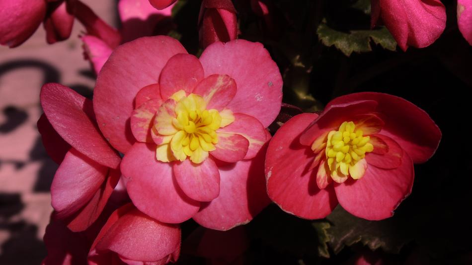 Flower Garden Nature Pink