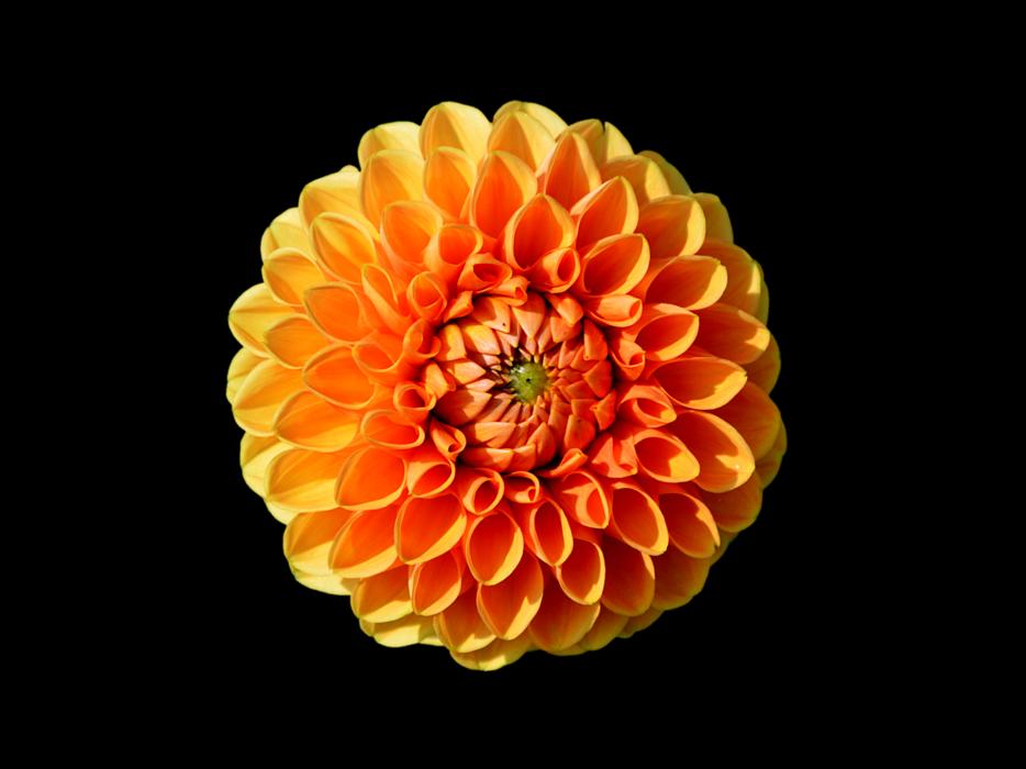 dahlia dahlia flower flower