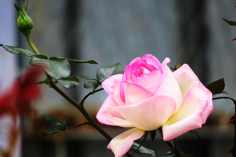Flower Nature Plant