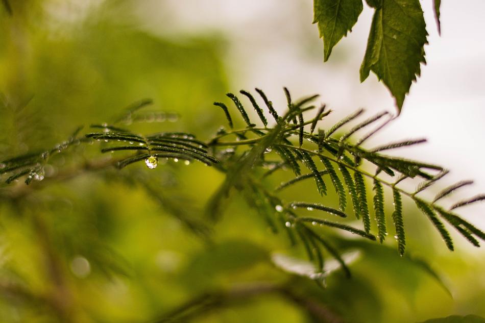 Leaf Nature Flora