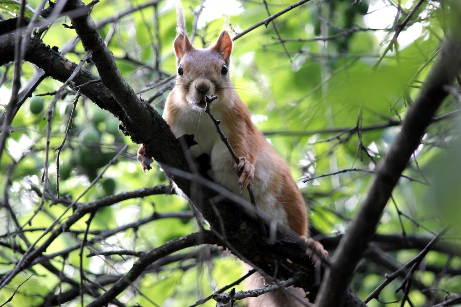 Nature Squirrel Forest Life